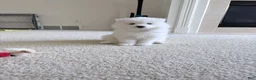 Samoyed dogs for sale: Samoyed Puppy 1 - Ad 3