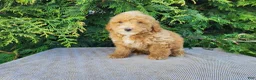 Mini Bernedoodle dogs for sale: Spencer - Ad 13