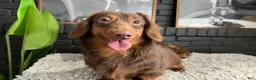 Miniature Dachshund dogs for stud: CRASH OPEN FOR STUD SERVICE  - Ad 3