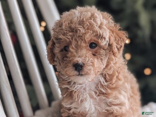Toy Poodle dogs Nick - Ad 24