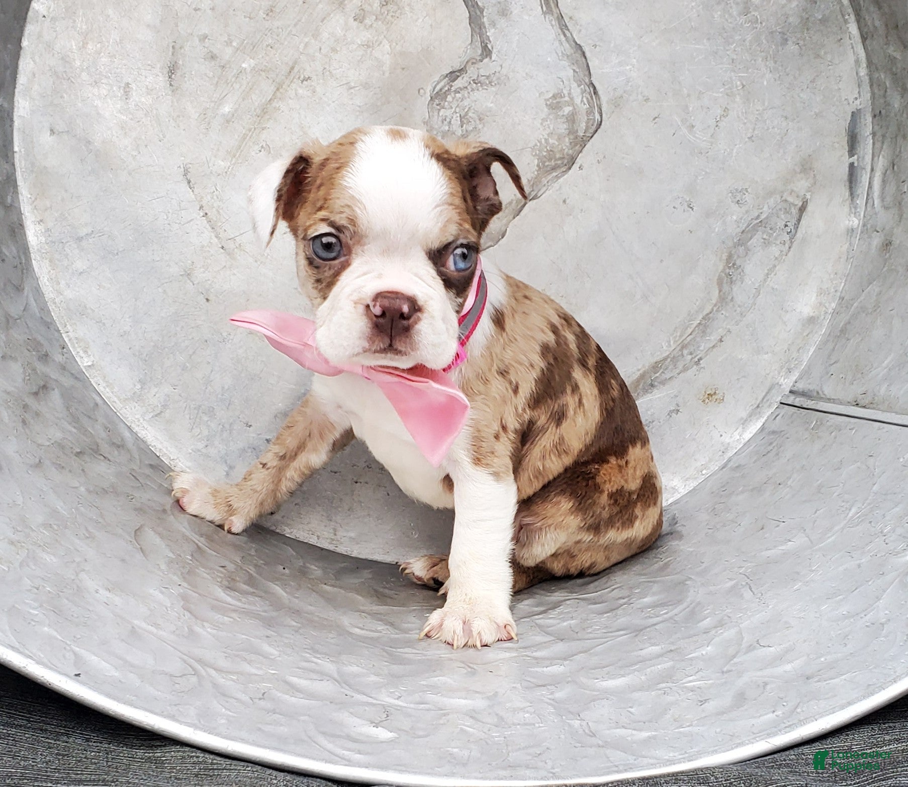 Boston Terrier dogs Honey - Ad 1