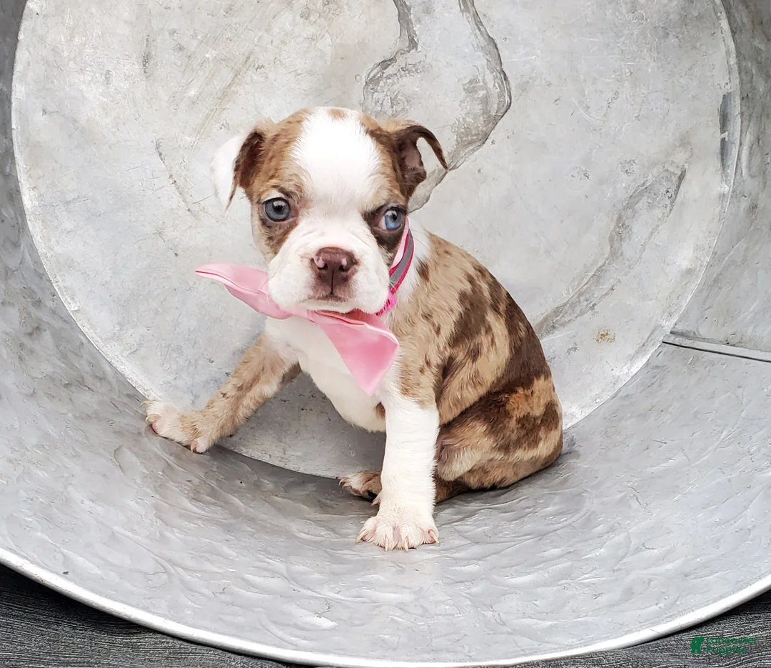 Boston Terrier dogs for sale: Honey - Ad 1