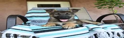 German Shepherd dogs for sale: Gerry - Ad 4