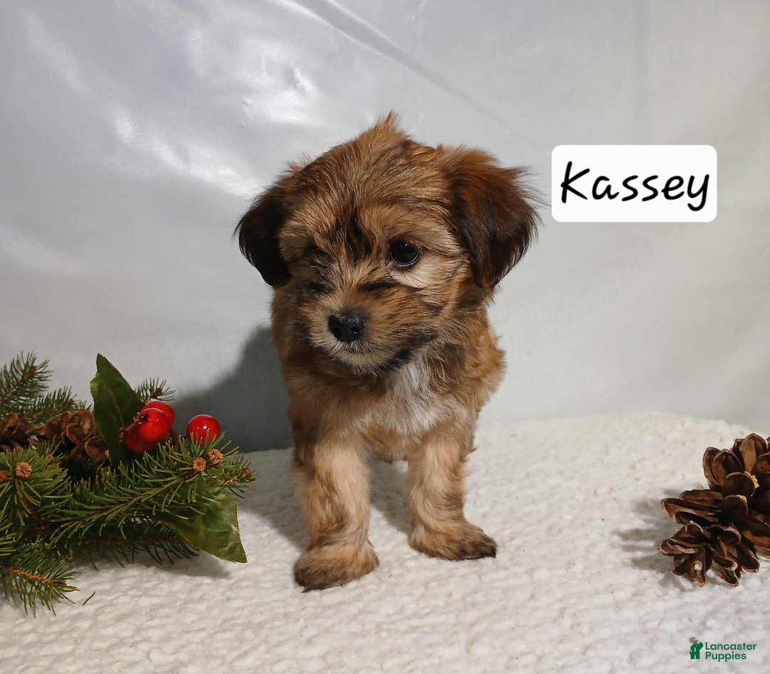 Yorkiepoo dogs for sale: Kassey - Ad 1
