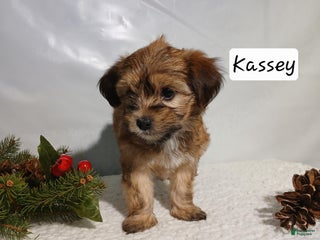 Yorkiepoo dogs Kassey - Ad 39