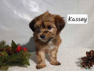 Yorkiepoo dogs Kassey - Ad 36