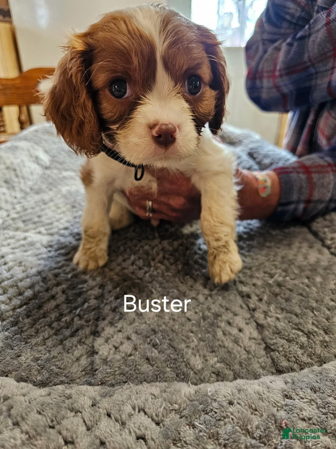 Cavalier King Charles Spaniel dogs for sale: Cavalier King Charles Spaniel Puppy 4 - Ad 1