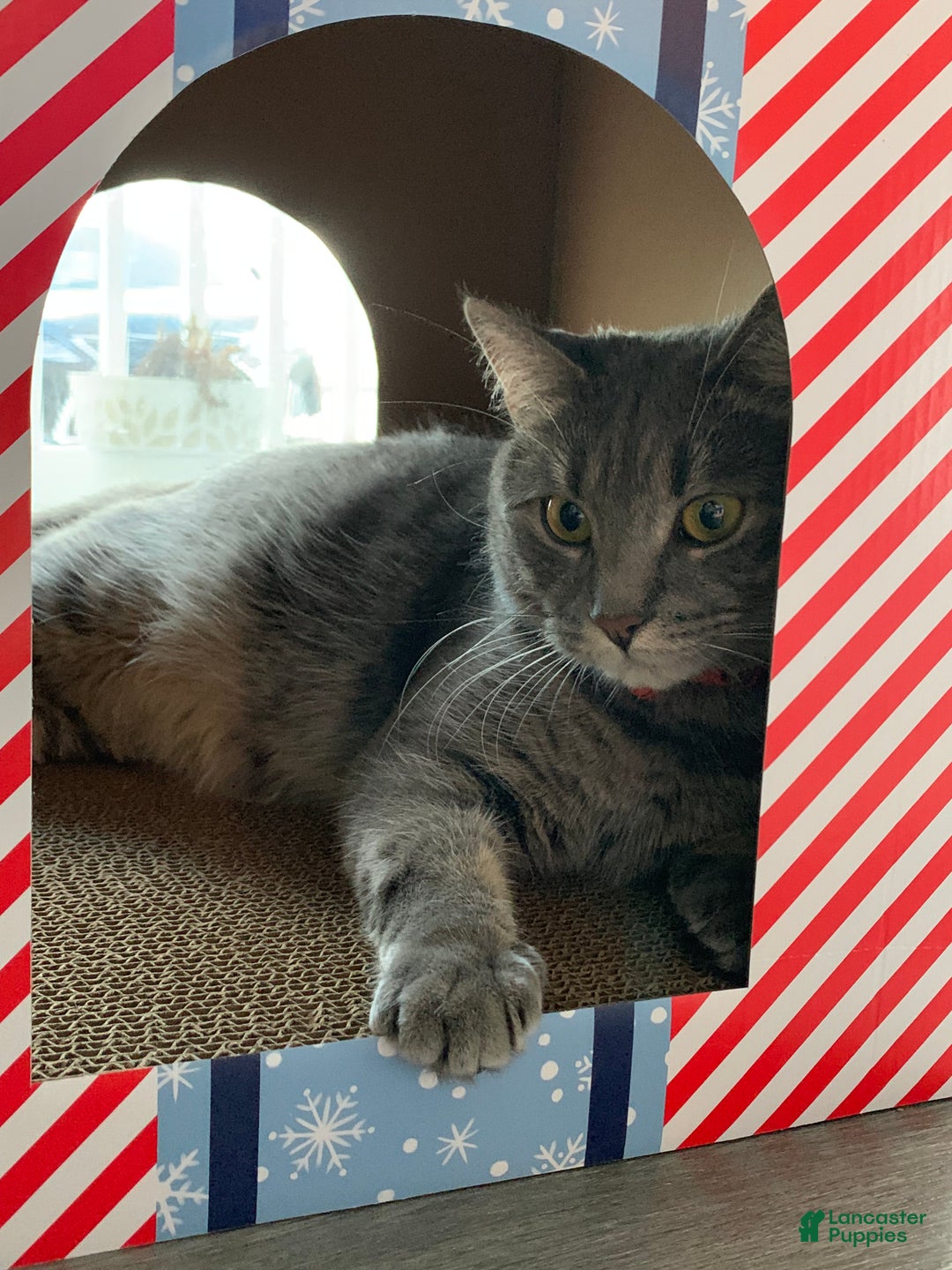 Mixed Breed dogs for sale: rosy - Ad 23