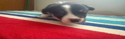 Welsh Corgi Pembroke dogs for sale: Dinero - Ad 6
