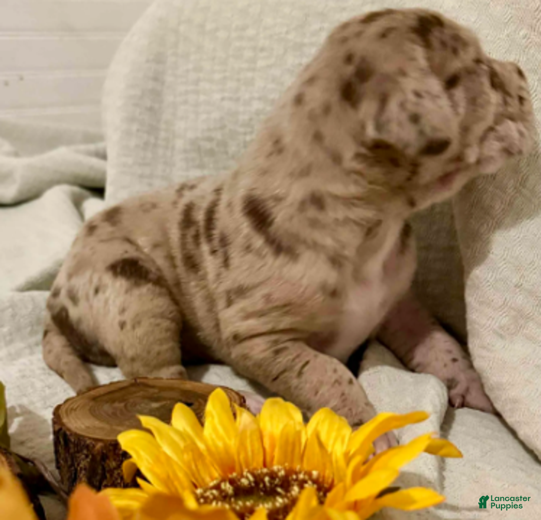 Great Dane dogs for sale: Kovu - Ad 2