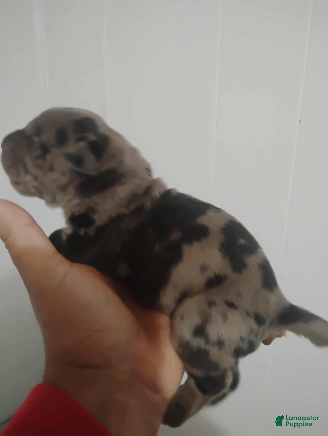 Cane Corso dogs for sale: Cane Corso Puppy 1 - Ad 1