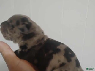 Cane Corso dogs Cane Corso Puppy 1 - Ad 37