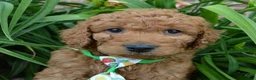 Mini Goldendoodle dogs for sale: Mini Gus - Ad 20
