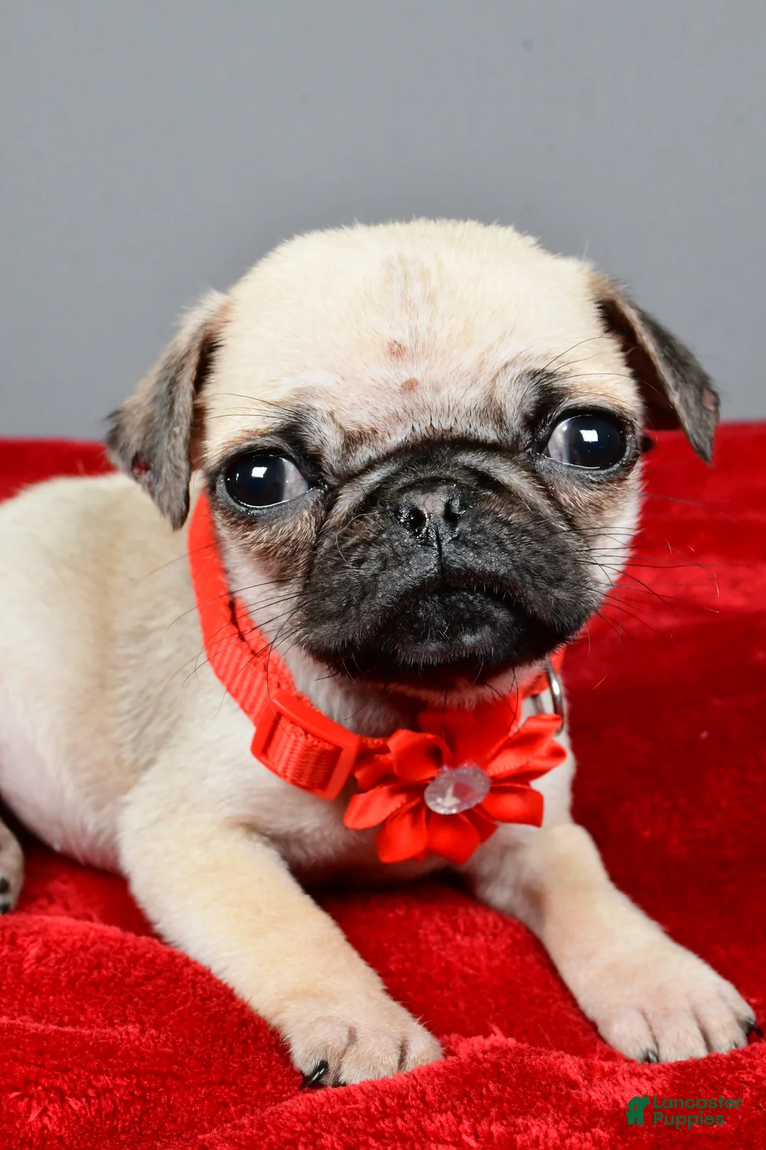 Pug dogs for sale: Tigana - Ad 4