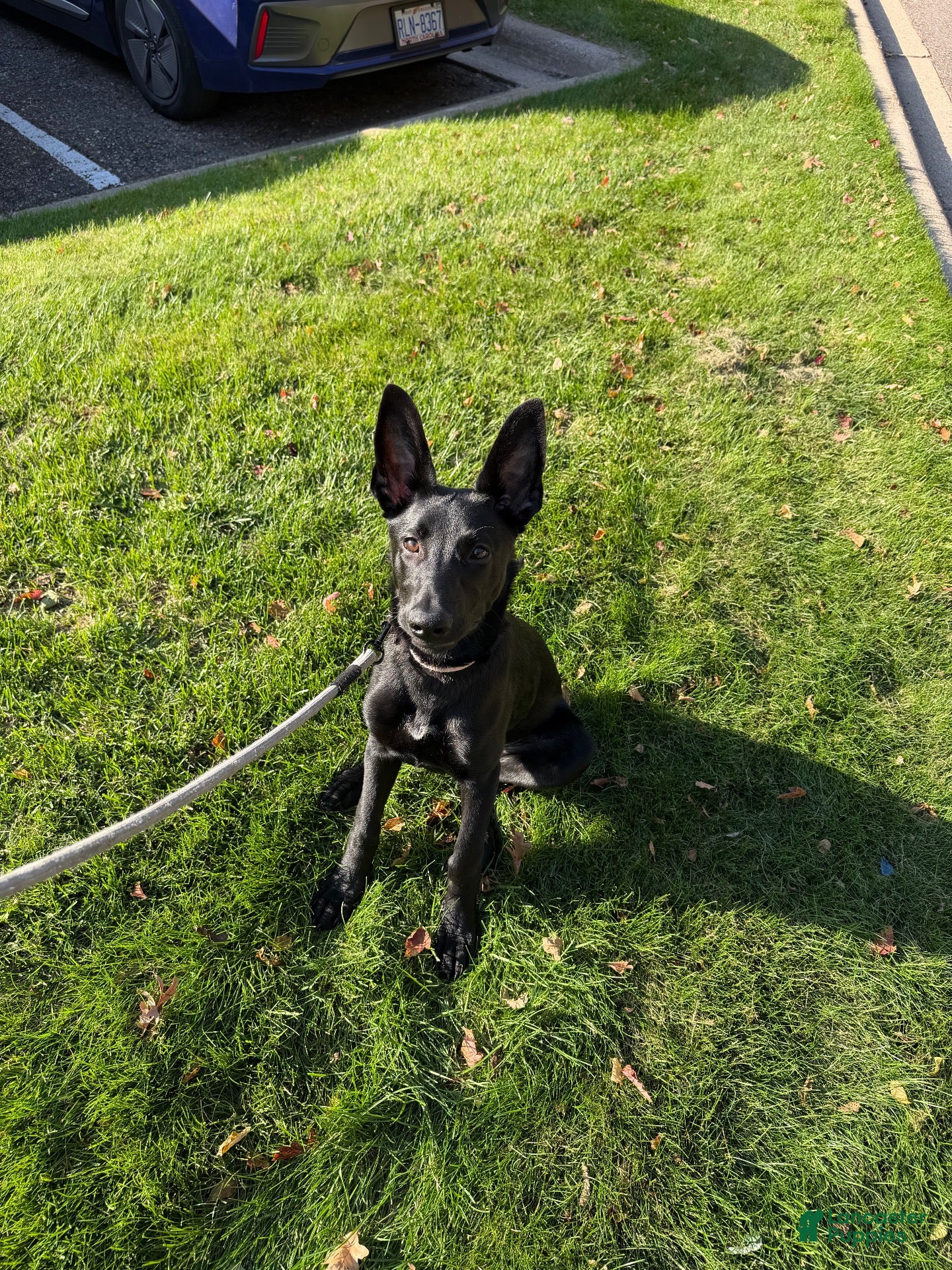 Mixed Breed dogs for sale: Mixed Breed 1 - Ad 18