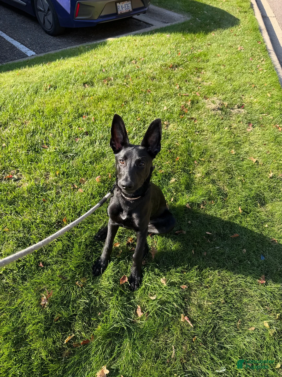 Mixed Breed dogs for sale: Mixed Breed 1 - Ad 1
