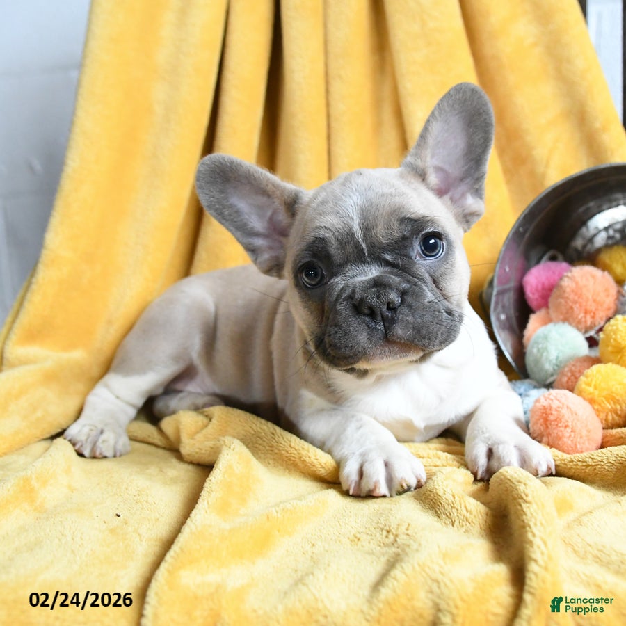 French Bulldog dogs Lumiere - Ad 1
