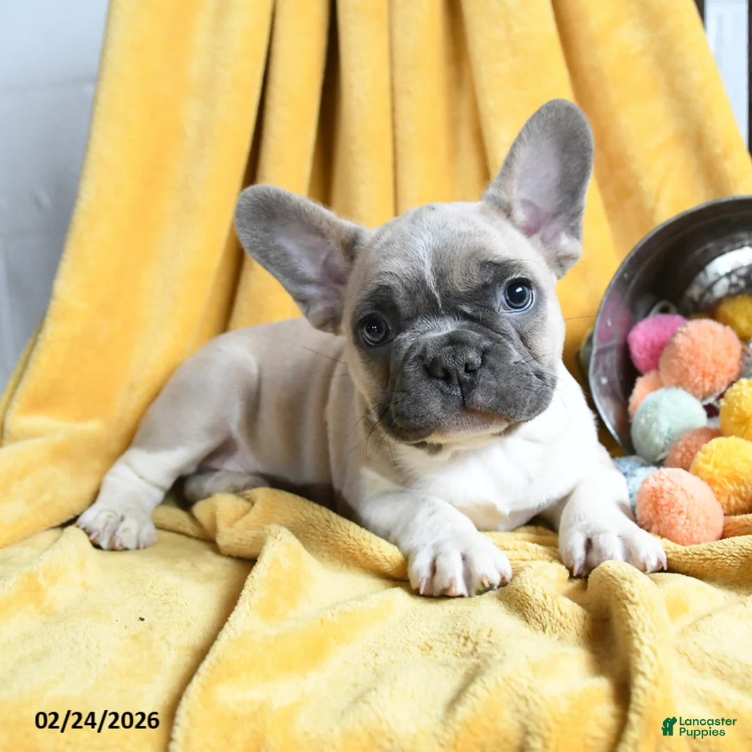 French Bulldog dogs for sale: Lumiere - Ad 1