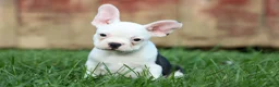 Frenchton dogs for sale: MOLLY - Ad 3