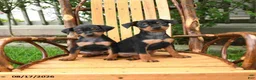Miniature Pinscher dogs for sale: Daisy - Ad 5