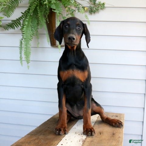 Doberman Pinscher dogs Waverly - Ad 1