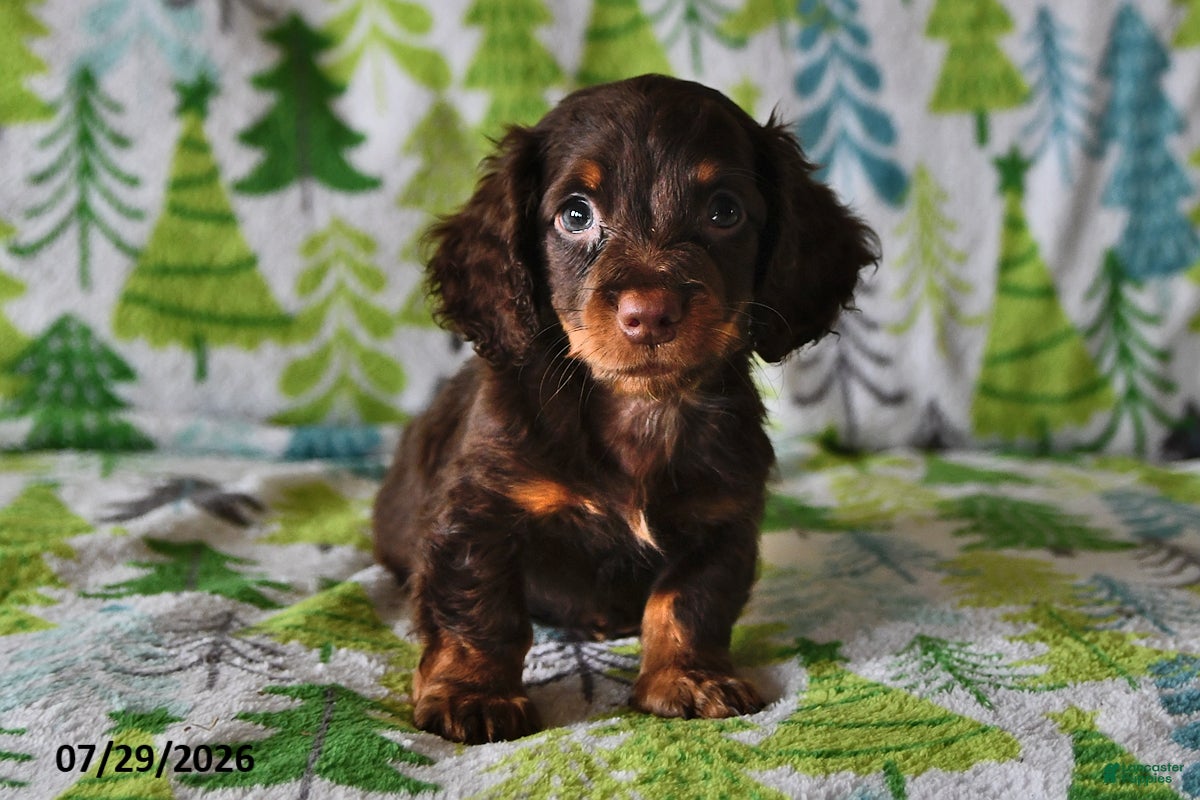 Miniature Dachshund dogs Teddy - Ad 2