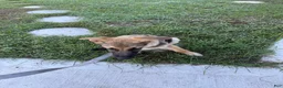 German Shepherd dogs for sale: Desert - Ad 3