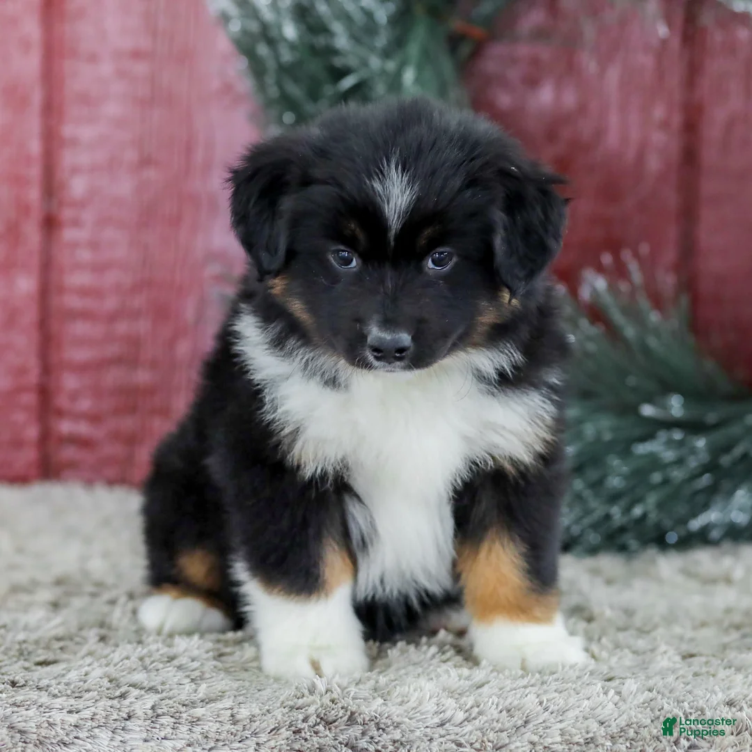 Miniature Australian Shepherd dogs for sale: Carly - Ad 3