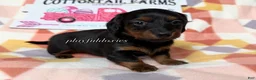 Dachshund dogs for sale:  AKC Black & Tan Long Haired Female Dachshund ALL Clear - Ad 2