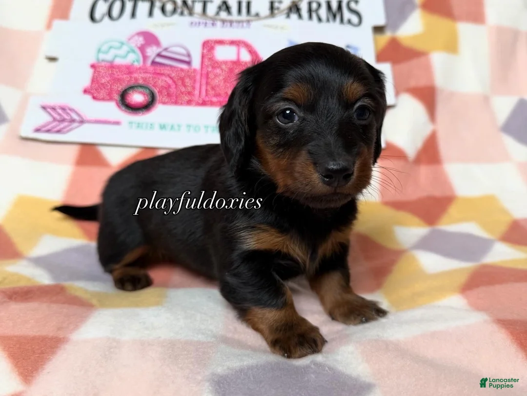 Dachshund dogs for sale:  AKC Black & Tan Long Haired Female Dachshund ALL Clear - Ad 2