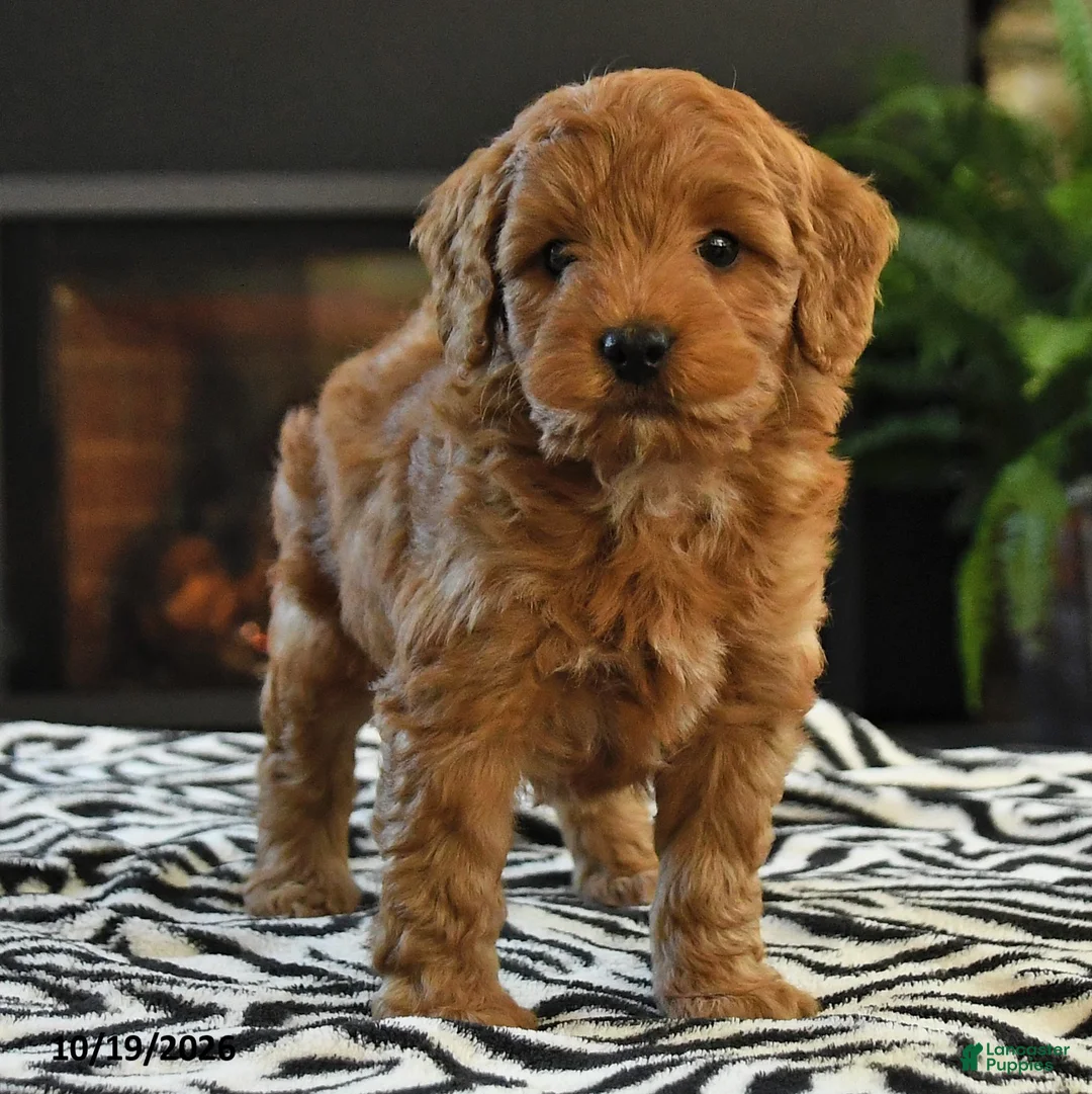 Mini Goldendoodle dogs for sale: Lucas - Ad 2