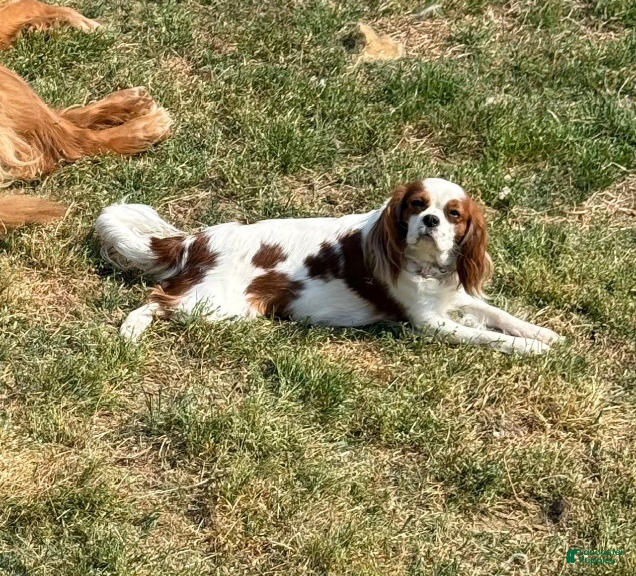 Cavalier King Charles Spaniel dogs for sale: Cavalier King Charles Spaniel Cody - Ad 2