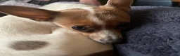 Chihuahua dogs for sale: Chihuahua Puppy 4 - Ad 2