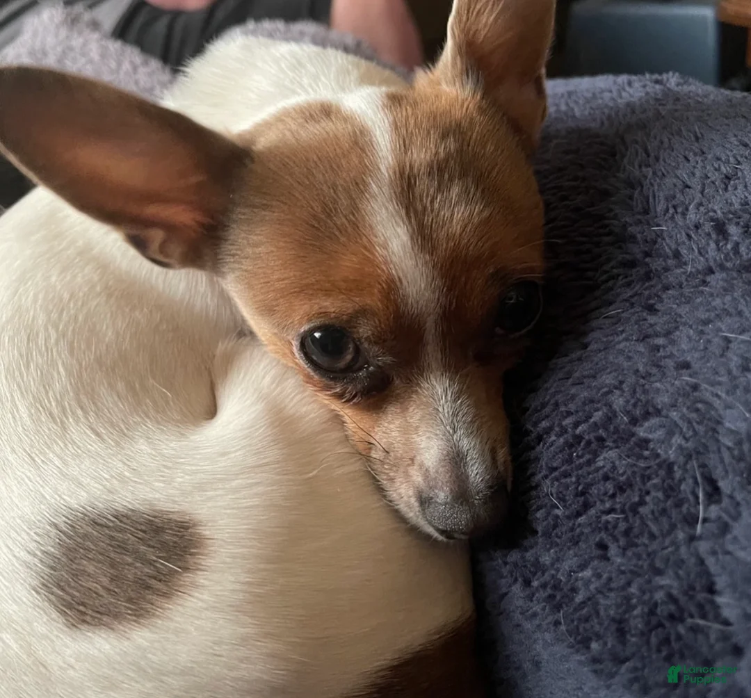 Chihuahua dogs for sale: Chihuahua Puppy 4 - Ad 2