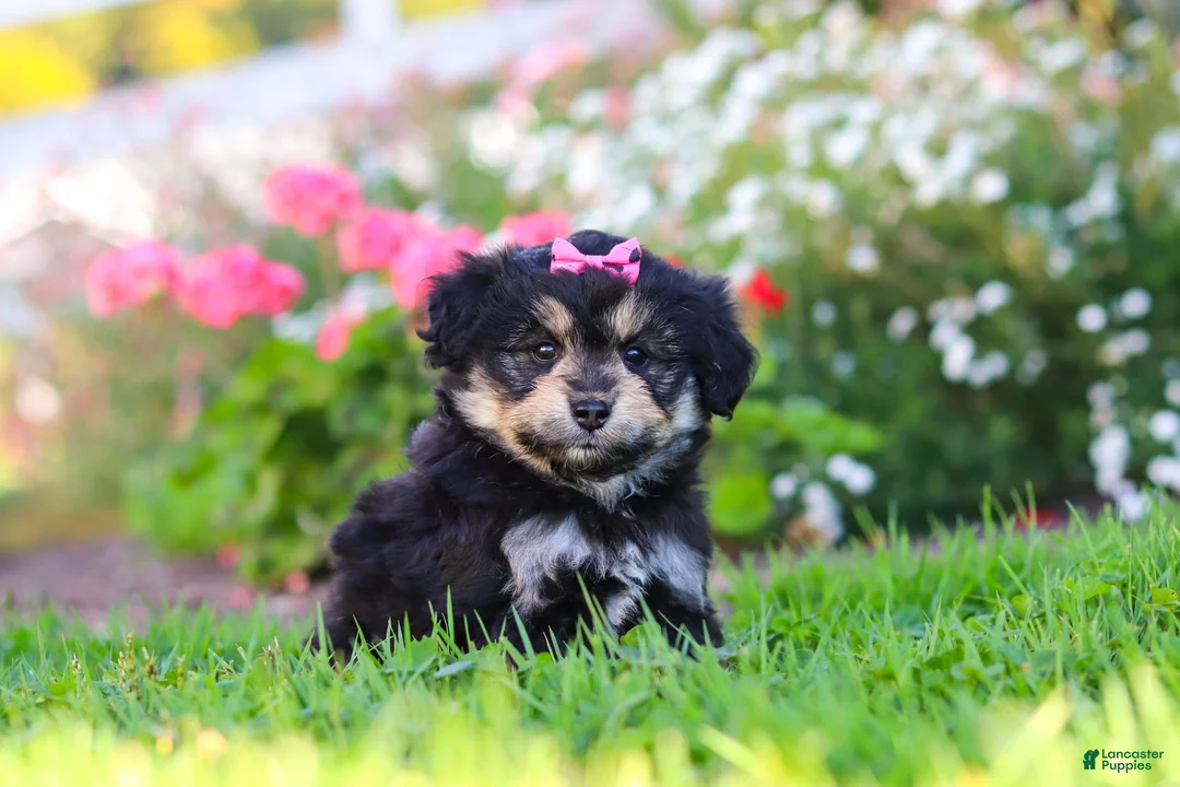 Mixed Breed dogs for sale: Autumn - Ad 1