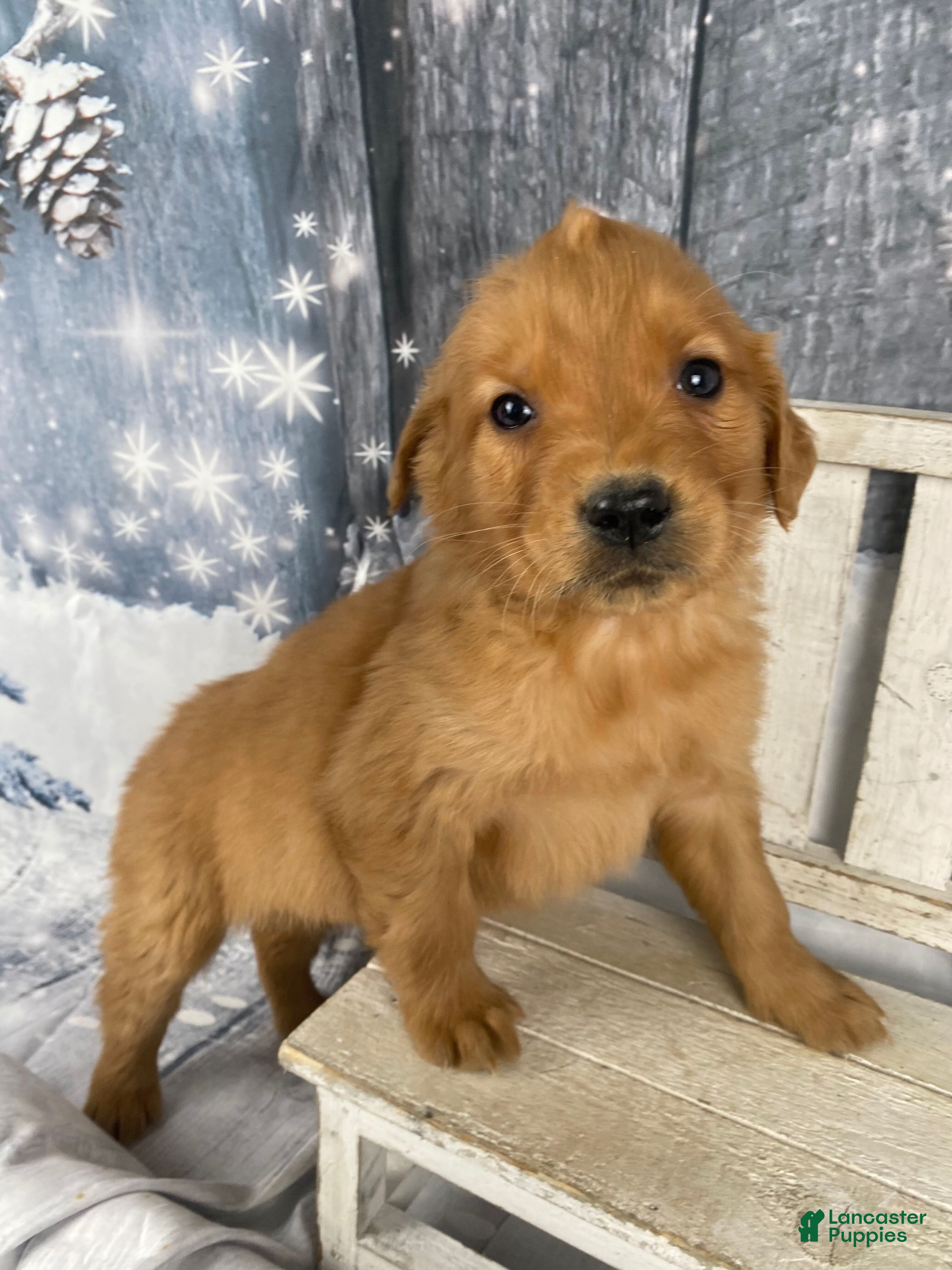 Golden Retriever dogs Betty - Ad 15