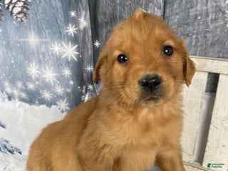 Golden Retriever dogs Betty - Ad 15
