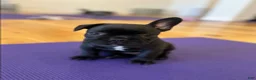 French Bulldog dogs for sale: Teal Aka Snuffy - Ad 5