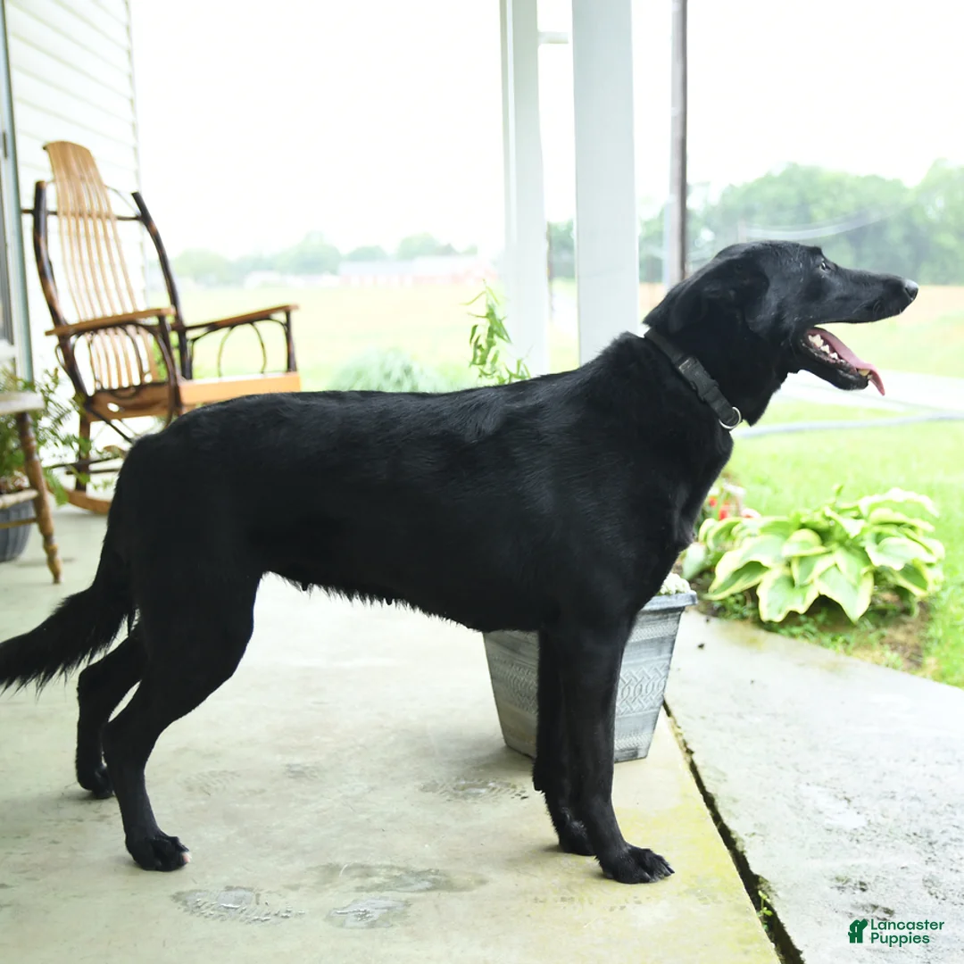 Mixed Breed dogs for sale: Jetta - Ad 3