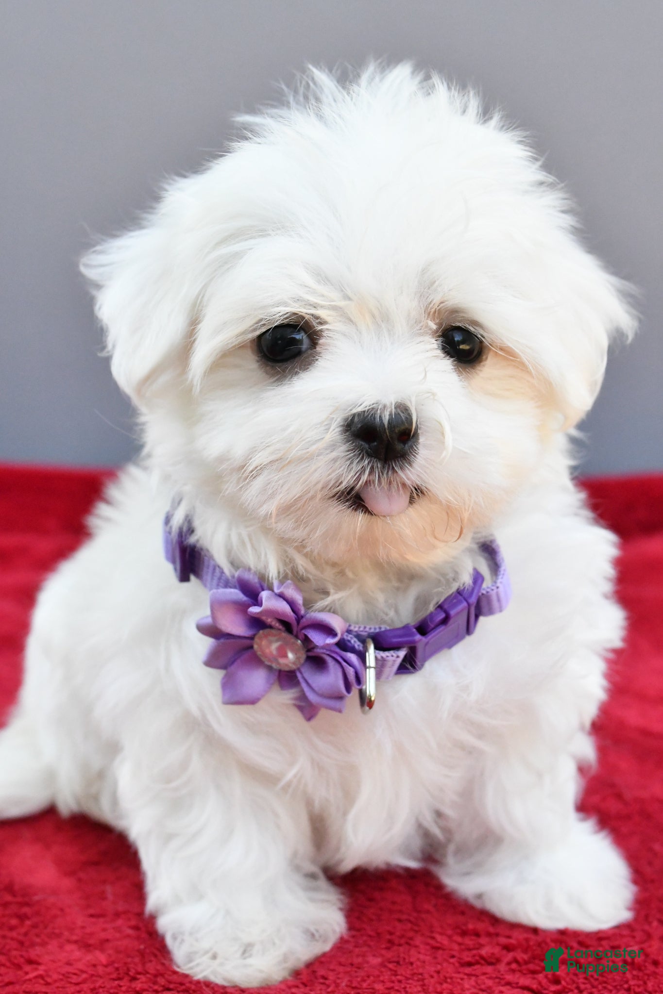 Maltese dogs Donna - Ad 2