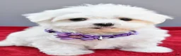 Maltese dogs for sale: Donna - Ad 2