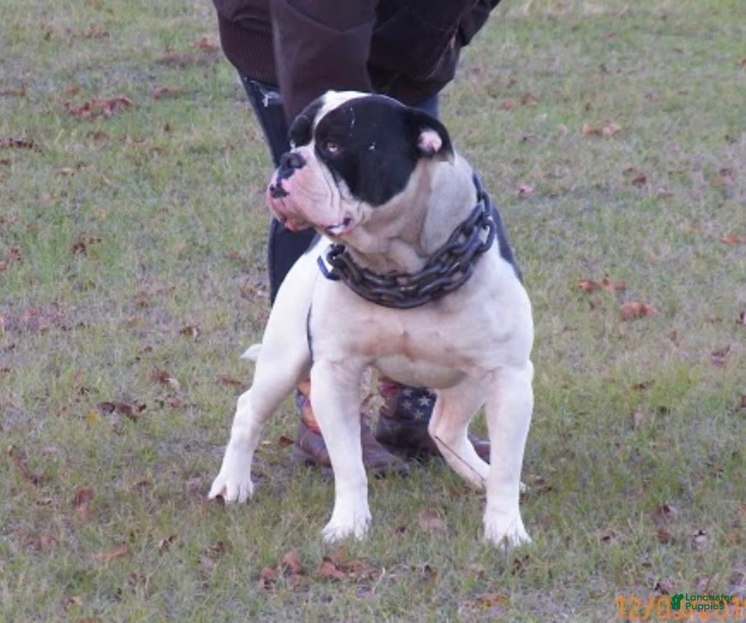 Gallery Image {{count}}