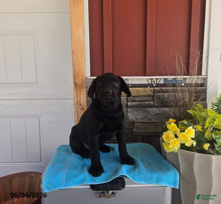 Labrador Retriever dogs Misty - Ad 2