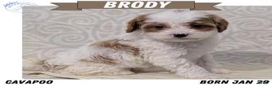 Brody