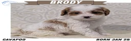 Cavapoo dogs for sale: Brody - Ad 1