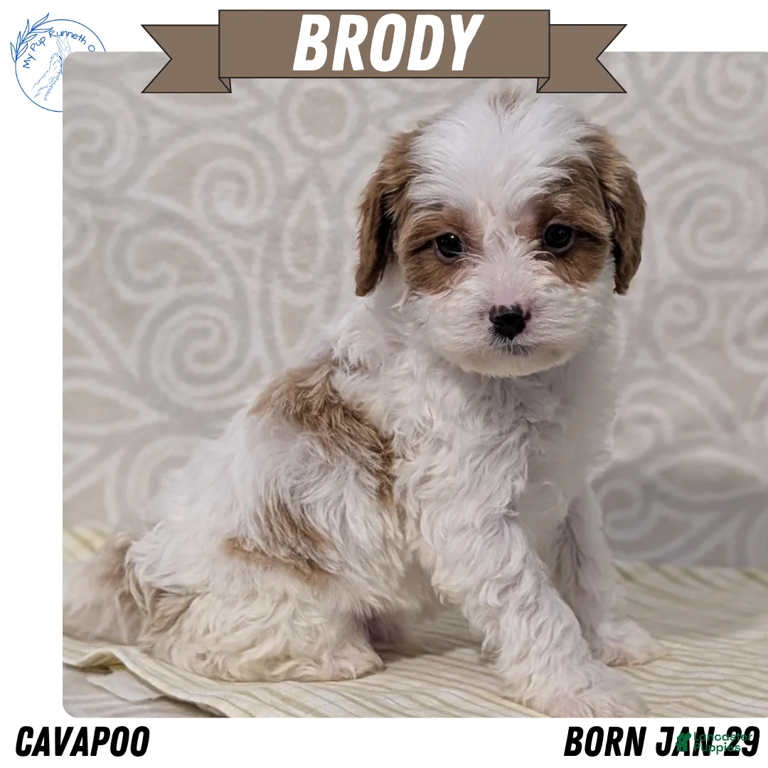Cavapoo dogs for sale: Brody - Ad 1