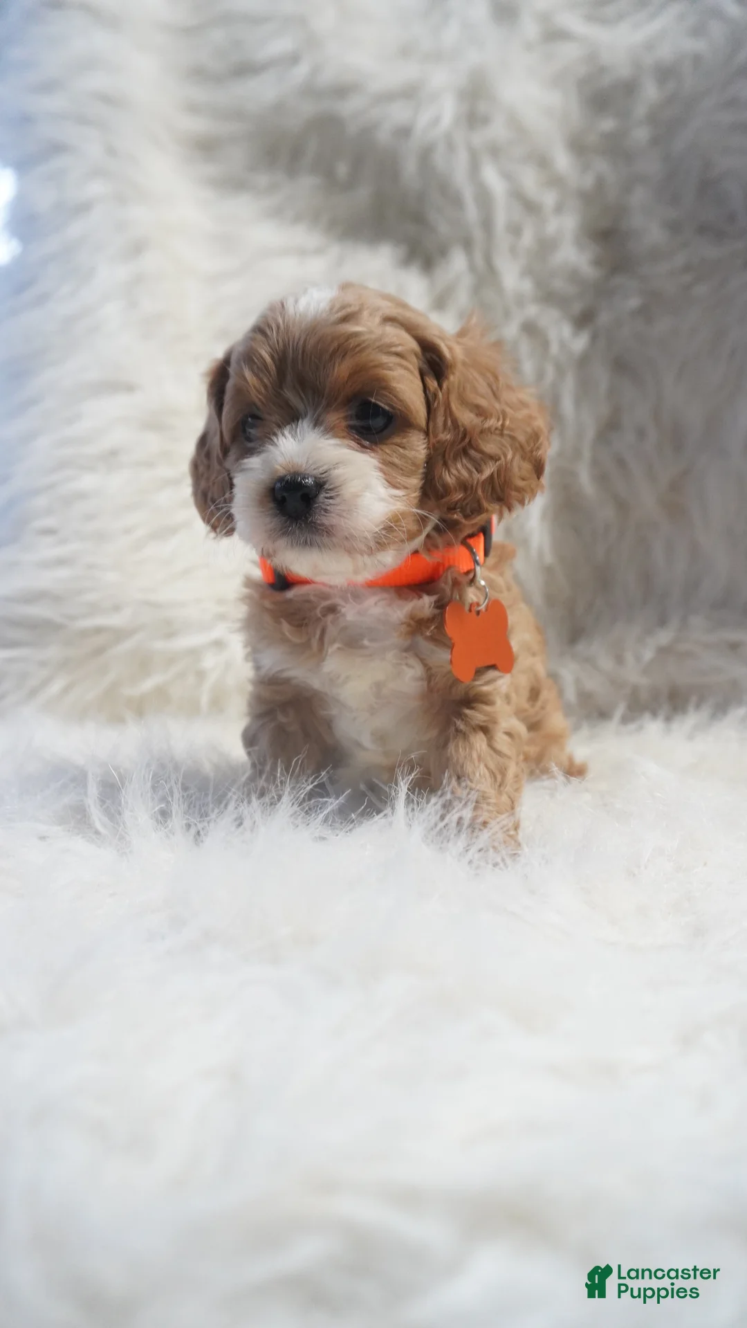 Cavapoo dogs for sale: Slider - Ad 12