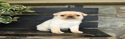 Pug dogs for sale: Frido - Ad 2