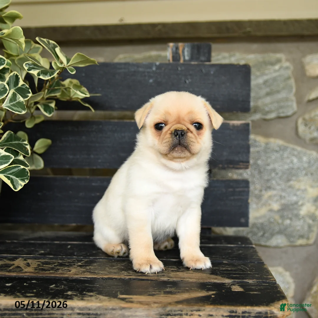 Pug dogs for sale: Frido - Ad 2