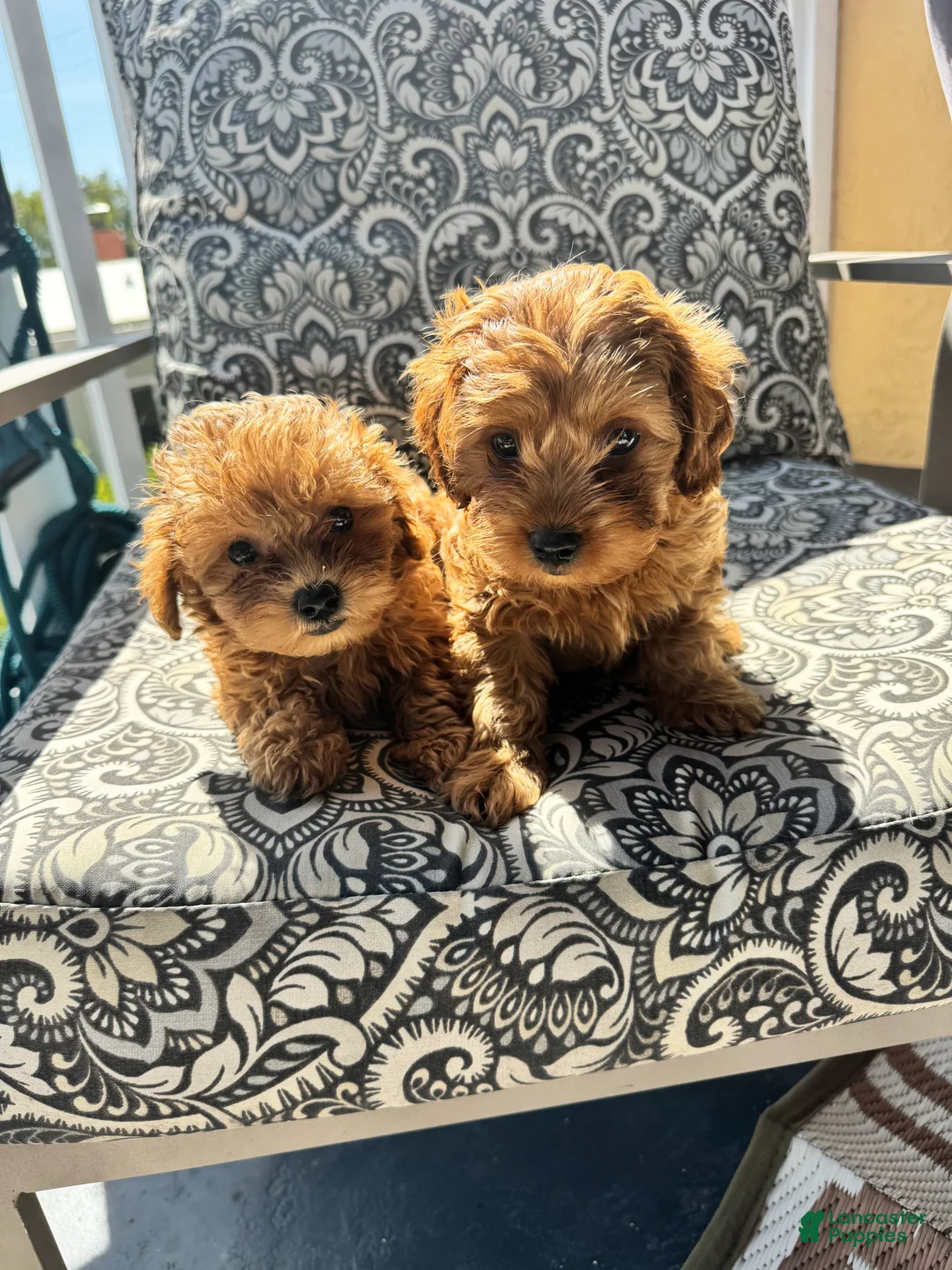 Mixed Breed dogs for sale: Mixed Breed Puppy 1 - Ad 1